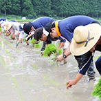 田植え