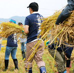 Rice harvesting 1