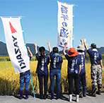 Rice harvesting 2